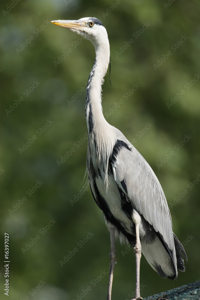 Fototapeta premium Portrait eines Graureihers (Ardea cinerea)