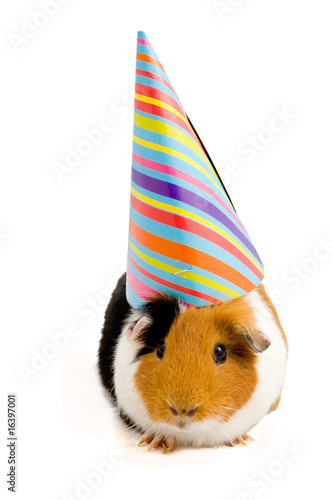 guinea pig wearing party hat