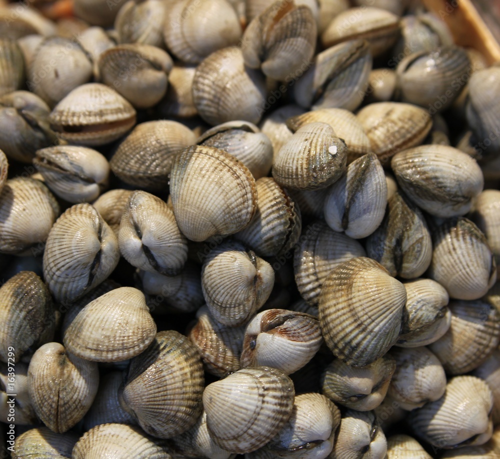 Coques - Seashells