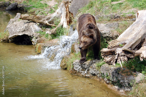 Brown bear and waterfall 2