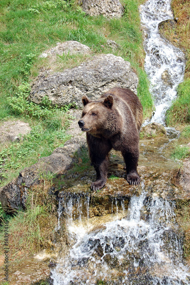 Brown bear and waterfall 7