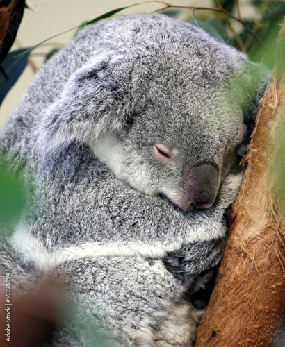 Photography Cozy Koala Bear