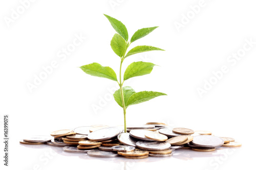 Coins and plant, isolated on white background