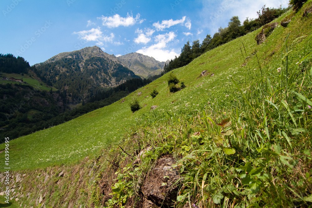 Alpenwiese in Südtirol