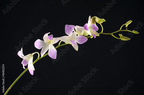 Elegant orchid on black