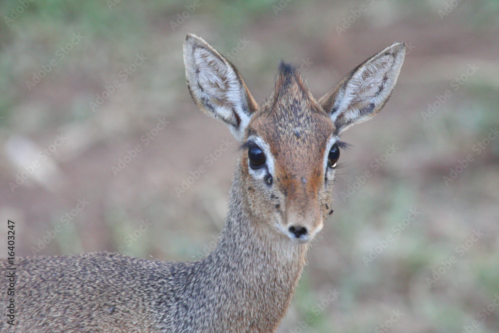 Zwergantilope