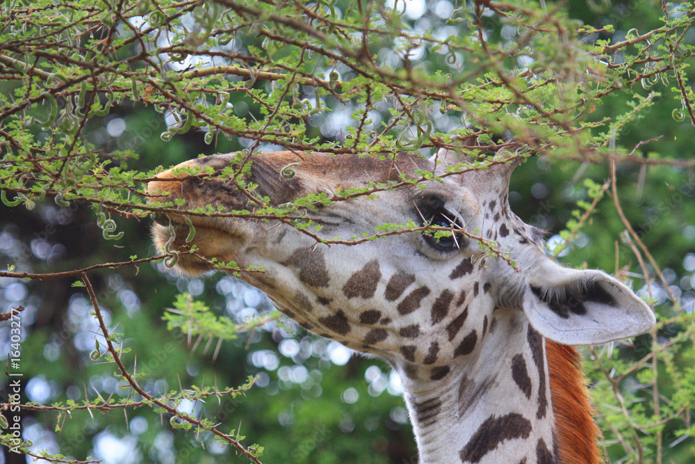 Obraz premium Giraffe
