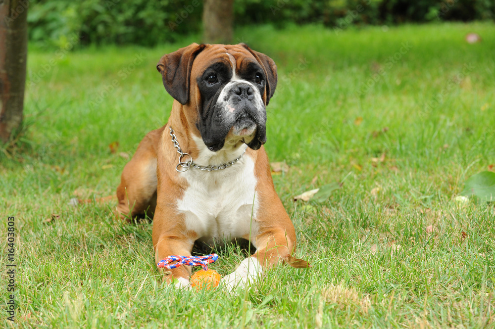 Boxer 258 Boxer 258