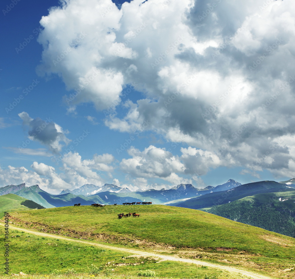 Fototapeta premium Meadow