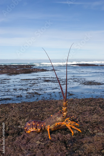 Crayfish 01 photo