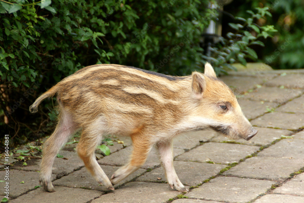 Fototapeta premium schwein