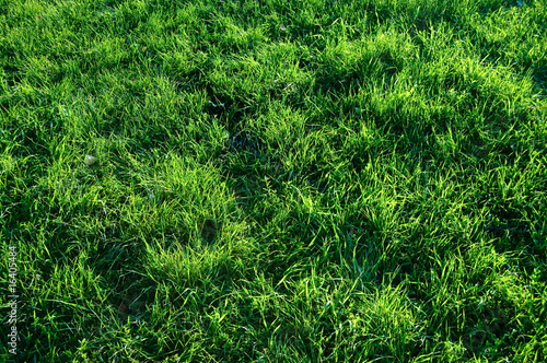abstract grass background