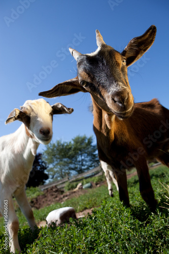 young goats on a meadow