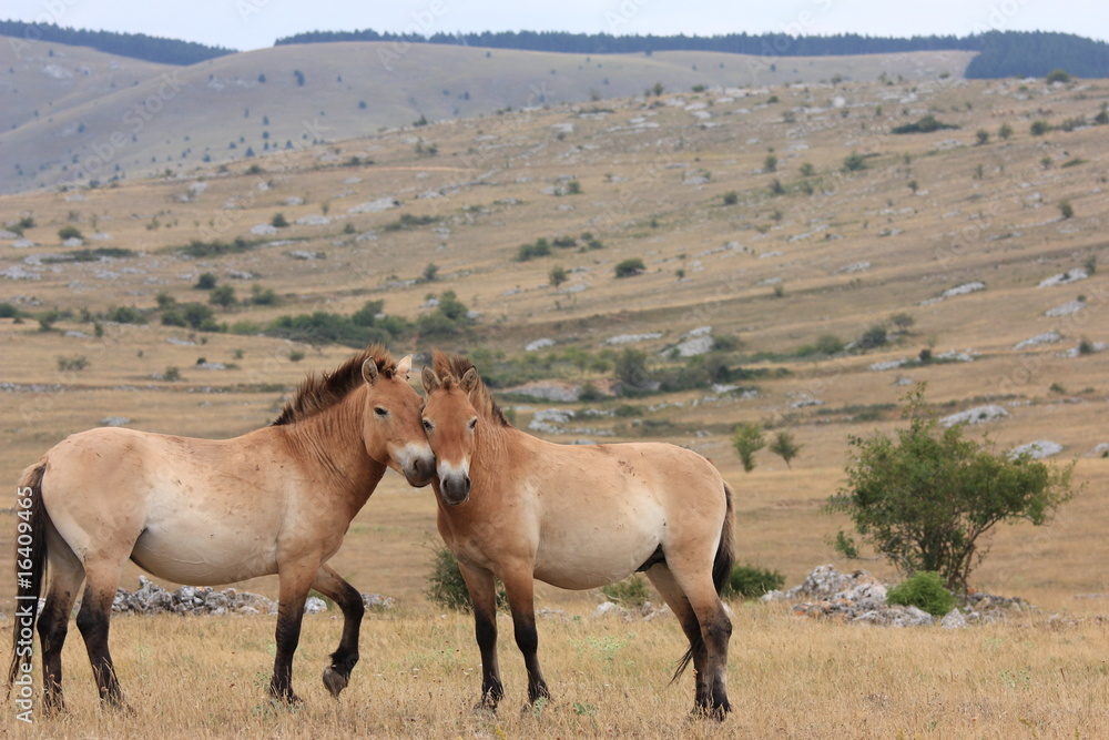 Fototapeta premium petit chevaux sauvages de przewalski