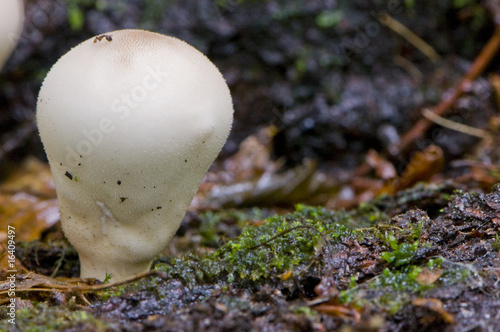 vesse-de-loup en forme de poire (lycoperdon piriforme / Morganel photo