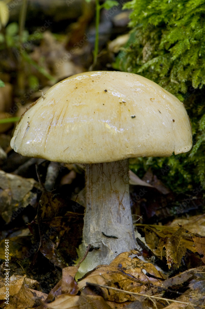 Cortinarius amoenolens Cortinarius amoenolens