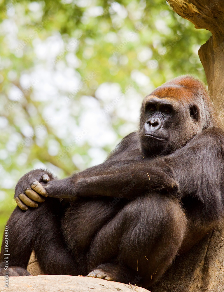 Fototapeta premium big male gorilla