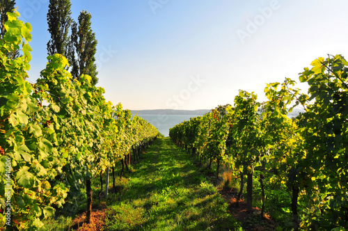 A shot of a typical grapevine in the Lake constance area