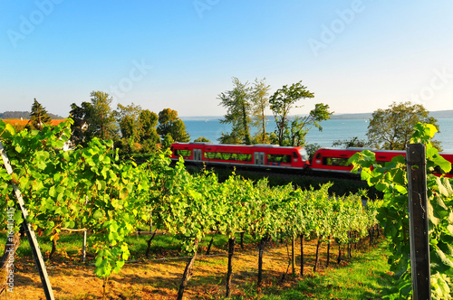 A shot of a typical grapevine in the Lake constance area