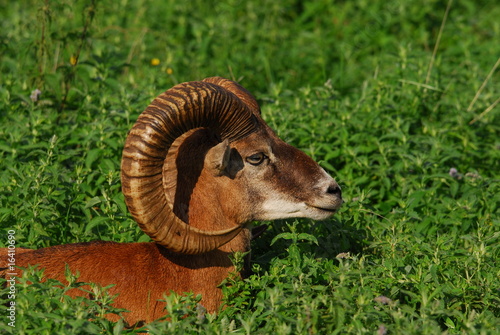 Mufflonbock