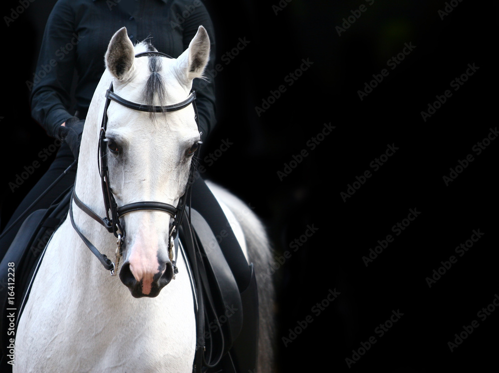 Obraz premium jeździec na białym arabie