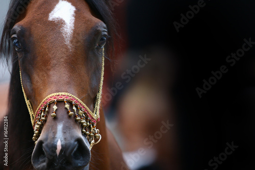 arab at horse show