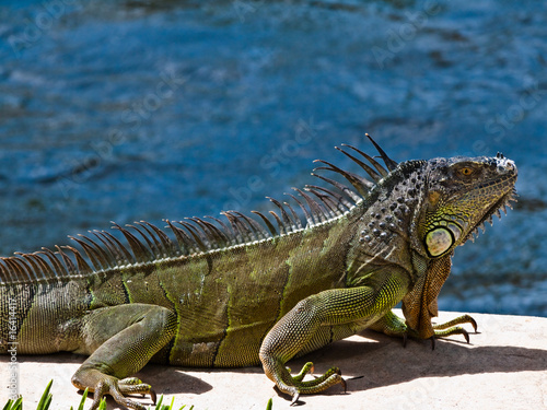 Iguana in Ft Lauderdale keeping his ground