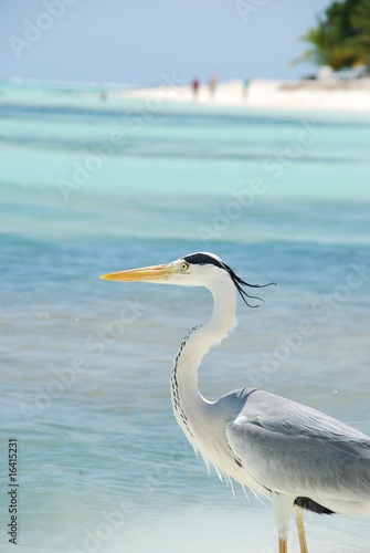 Closeup of a Heron on a maldivian island © Luis Santos