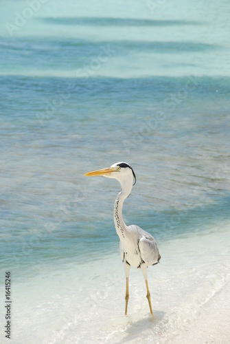 Heron on a maldivian island © Luis Santos