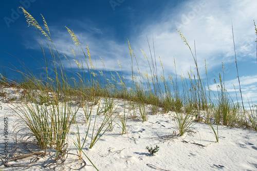 Sand dune and grasses under pretty blue sky