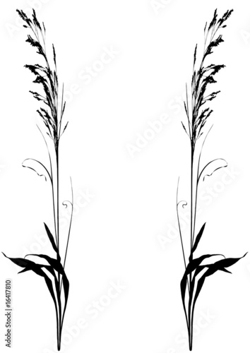piante decorative