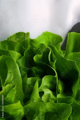 Chef Holding Fresh Butter Lettuce