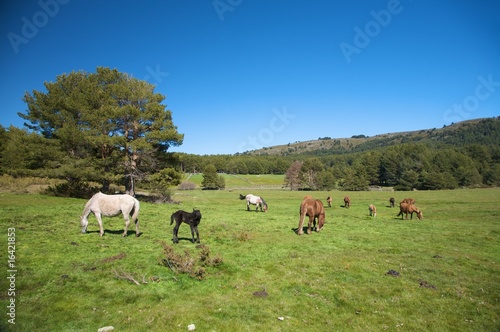 family of horses grazing