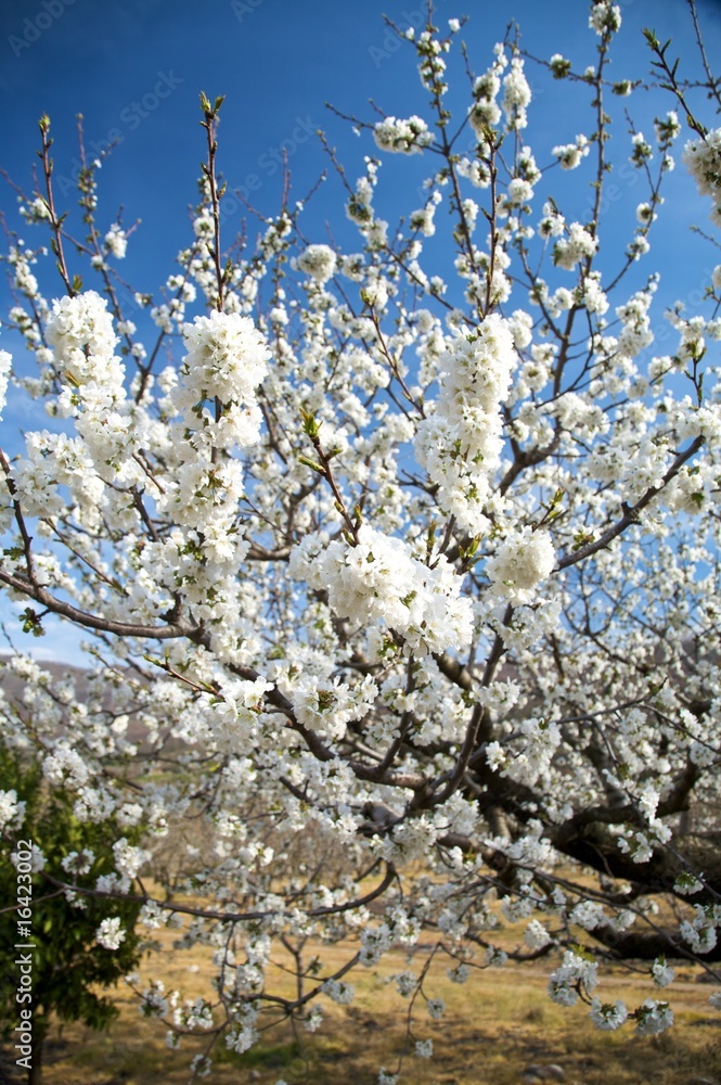 white tree flowers