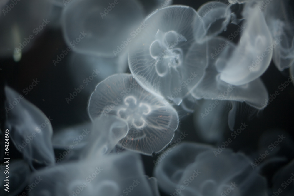 Fototapeta premium jellyfish