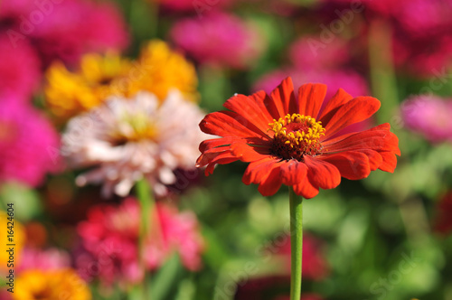 Fotografi Colorful zinnia flowers in a garden bed