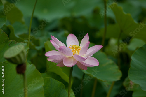 Lotus