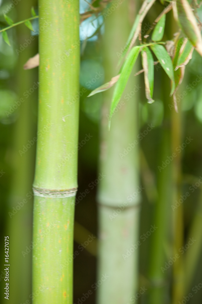Bamboo Bamboo