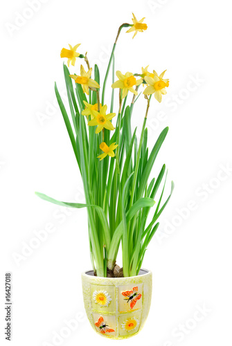 narcissus in the pot isolated on white