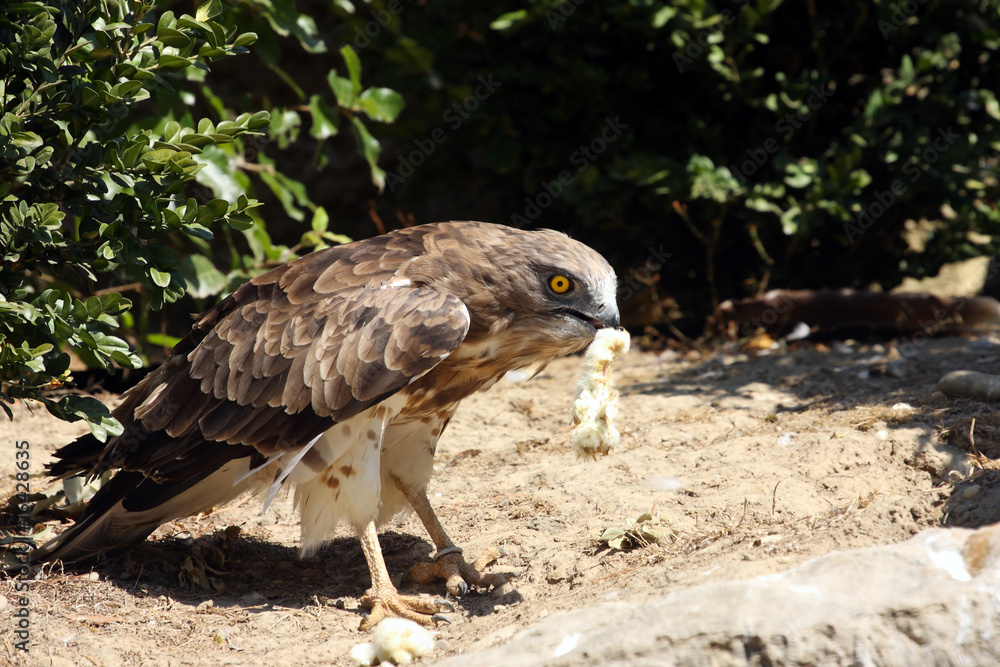 circaète Jean-le-Blanc,circaetus gallicus circaète Jean-le-Blanc,circaetus gallicus