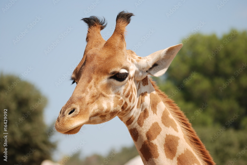 Naklejka premium exotisme