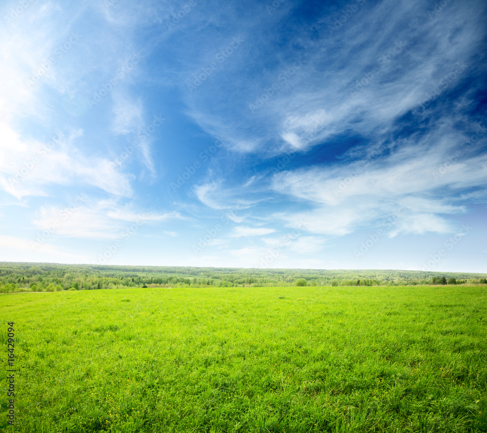 field of grass and sunset