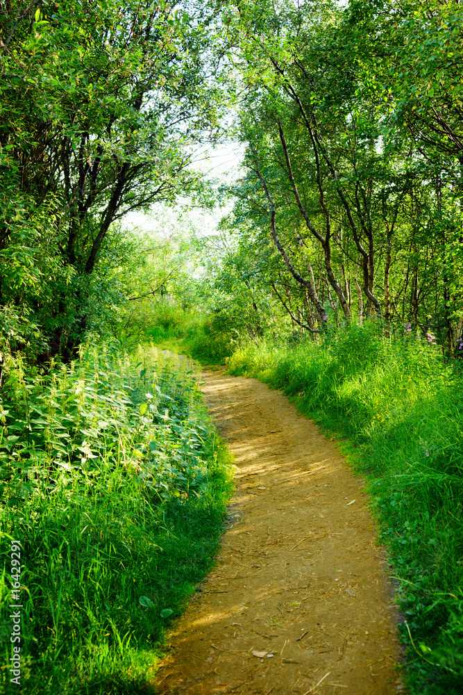 road in deep forest road in deep forest