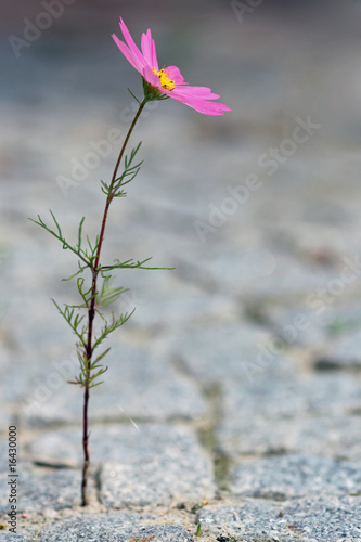 Einsame Blume