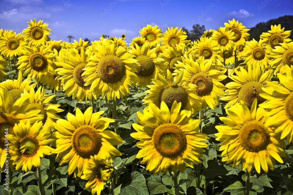 Fototapeta premium Girasoli