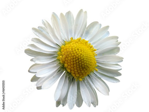 Fototapeta Naklejka Na Ścianę i Meble -  camomilla