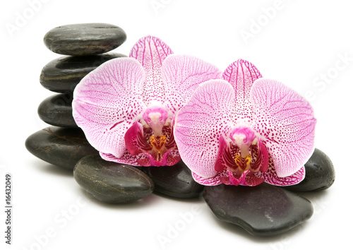 pink orchid, stack of stones