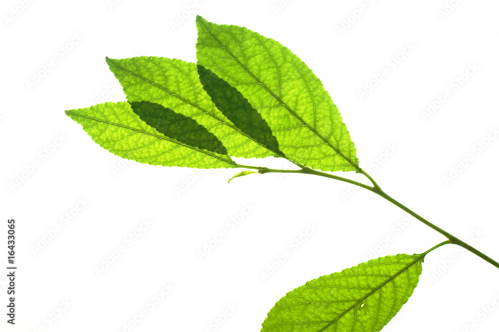 Fototapeta premium leaves isolated on white background
