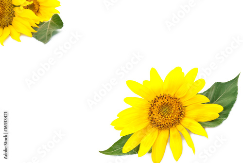 Bright young sunflower on a white background