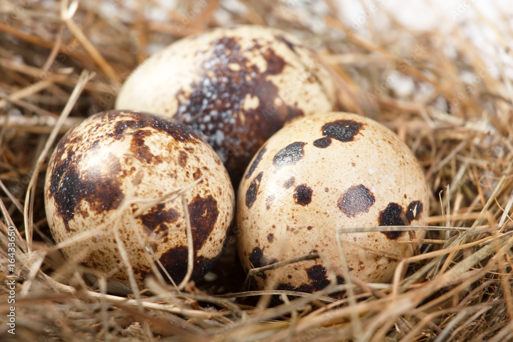 motley eggs at nest. motley eggs at nest.
